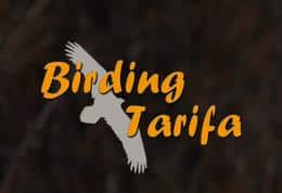 birdingtarifa